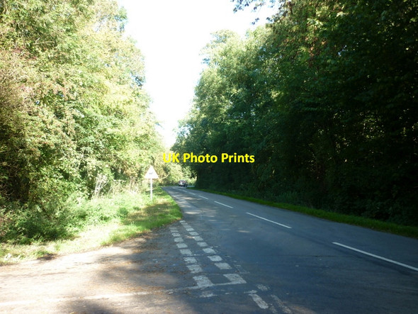 Photo 6"x4" A road through the Moors (woods) West Newton\/TA1937 c2010