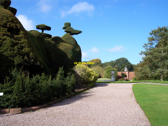 Photo 6"x4" Topiary in Tatton Park Tatton Dale c2010
