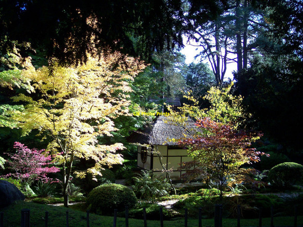 Photo 6"x4" Sunshine in the Japanese garden at Tatton Park Tatton Dale c2010