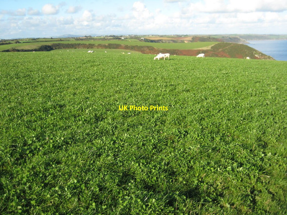 Photo 6"x4" Sheep grazing above Rosen Cliff Carne\/SW9138 c2010