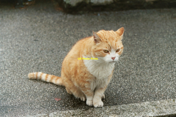 Photo 6"x4" Ceasar - Kirkcudbright town cat (1990-2004) Kirkcudbright c2002