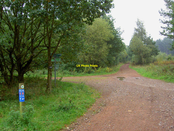 Photo 6"x4" Bridleway junction on National Cycle Route 6 Budby c2010