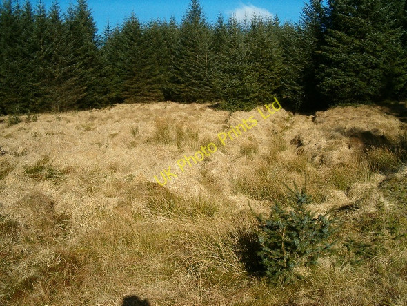 Photo 6"x4" Small clearing in the forest Braevallich c2006