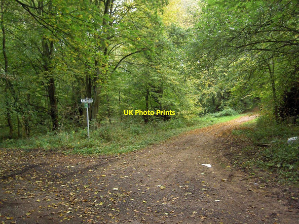 Photo 6"x4" Bridleway junction in Gleadthorpe New Plantation Meden Vale c2010