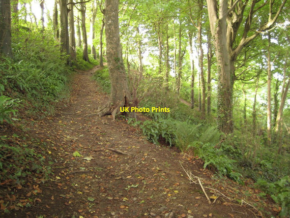 Photo 6"x4" Woodland above Polkerris Polkerris c2010