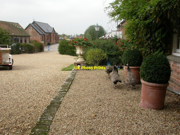 Photo 6"x4" Parley Manor, peacocks Parley Green c2010