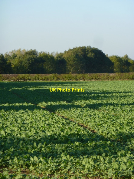 Photo 6"x4" Field east of the railway Barnby Moor c2010