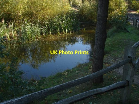 Photo 6"x4" Esher Common Esher c2010 P1