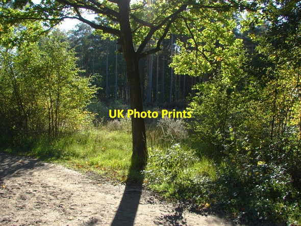 Photo 6"x4" Esher Common Esher c2010 P2