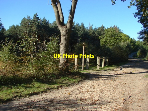 Photo 6"x4" Esher Common Esher c2010 P4