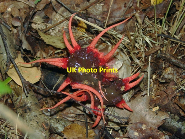 Photo 6"x4" Esher Common. Aseroe rubra Fairmile\/TQ1261 c2010