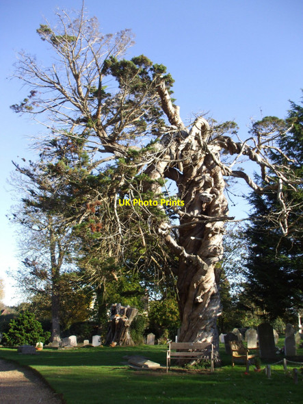 Photo 6"x4" Gnarled tree, Birdham churchyard, West Sussex Birdham c2007