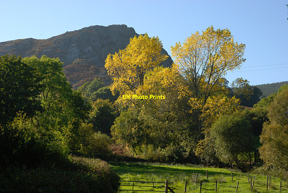 Photo 6"x4" Trees south of the Afon Lliw Dolhendre c2010