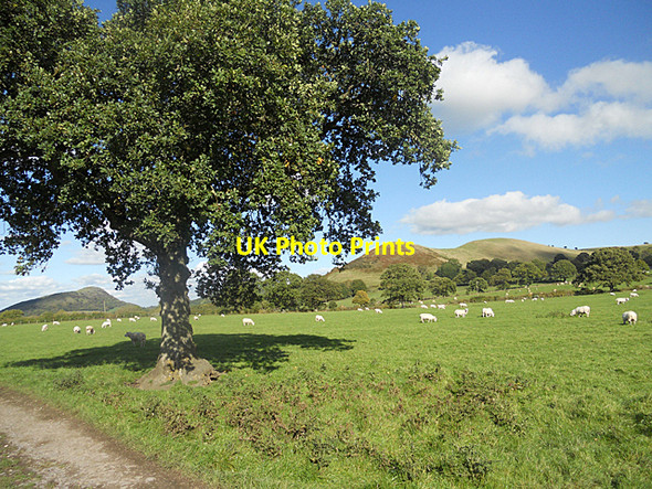 Photo 6"x4" Sheep pasture and Lawn Hill Westcott\/SJ4001 c2010