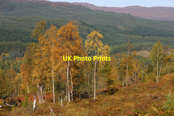 Photo 6"x4" Autumn birches near Coille Mhor Coille Mh\u00f2r\/NH2722 c2010
