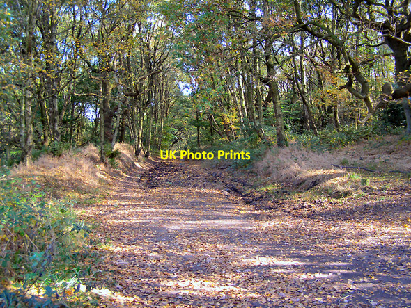 Photo 6"x4" Oaken Bank Wood Middleton\/SD8706 c2010