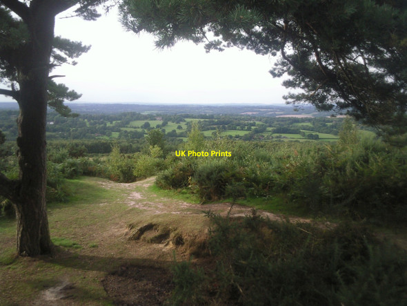 Photo 6"x4" The Heffalump Trap and Lone Pine, Ashdown Forest Jumper's Town c2010