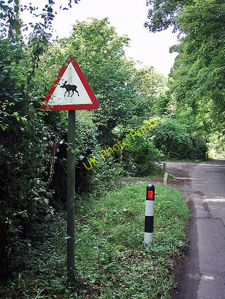 Photo 6"x4" Moose Crossing, Stowting Stowting c2009