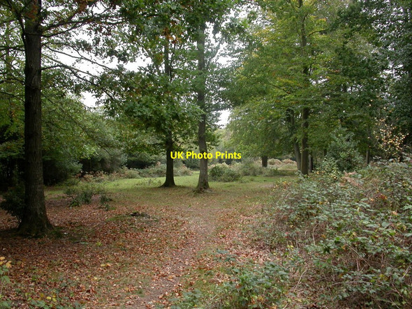 Photo 6"x4" Wootton, woodland Ossemsley c2010