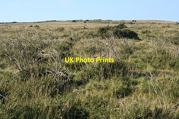 Photo 6"x4" Ilsington: on Haytor Down Haytor Vale c2010