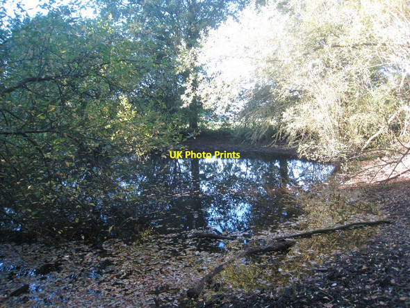 Photo 6"x4" The Ox Pond, Windsor Great Park Villag c2010