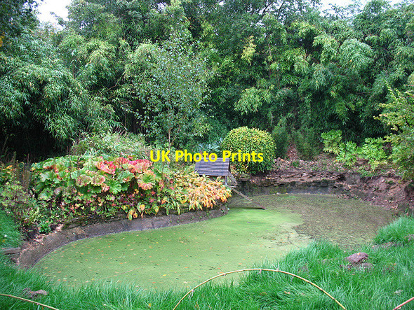 Photo 6"x4" Stagnant pond at Standen Charlwood\/TQ3934 c2010