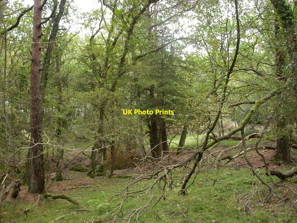 Photo 6"x4" Holmsley, woodland Ossemsley c2010