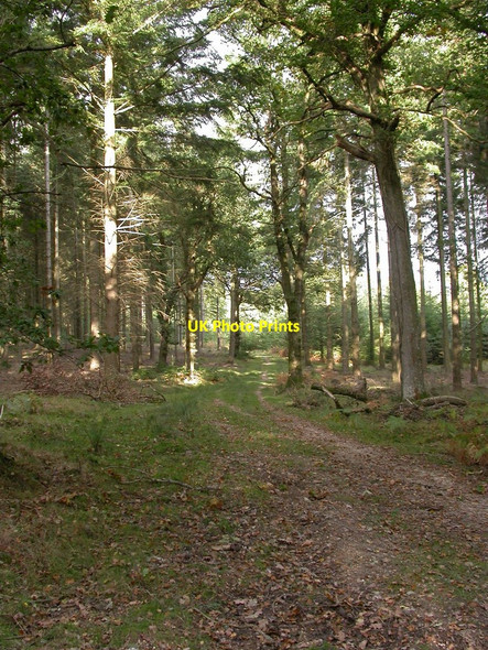Photo 6"x4" Roe Inclosure, forestry track Linwood\/SU1809 c2010