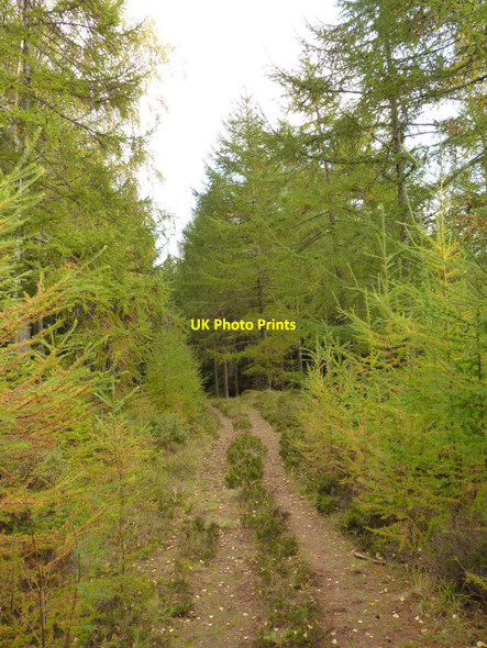Photo 6"x4" Track through the trees Bruar c2010