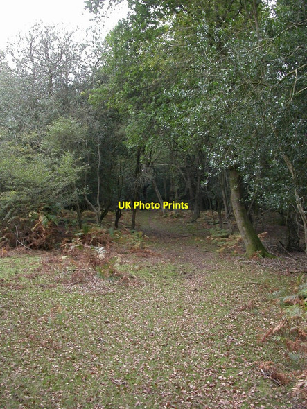 Photo 6"x4" Linwood, forest track Linwood\/SU1809 c2010