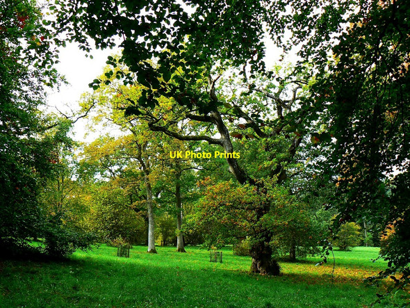 Photo 6"x4" View west into Silk Wood, Westonbirt Arboretum Westonbirt c2010