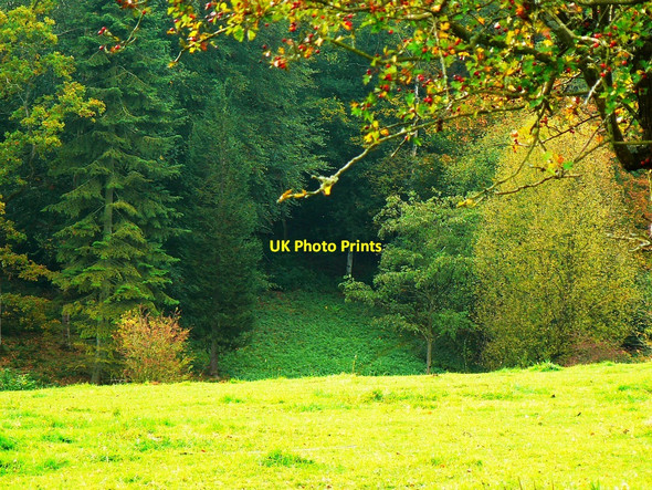 Photo 6"x4" View from a cottage, Westonbirt Arboretum Westonbirt c2010