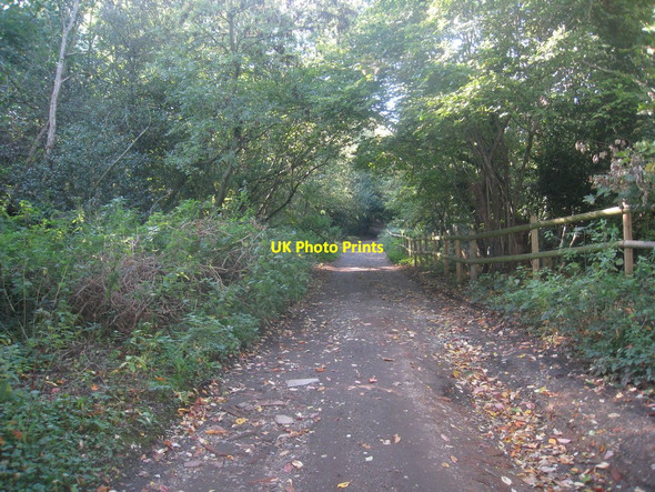Photo 6"x4" Track on Coopers Hill (2) Egham c2010