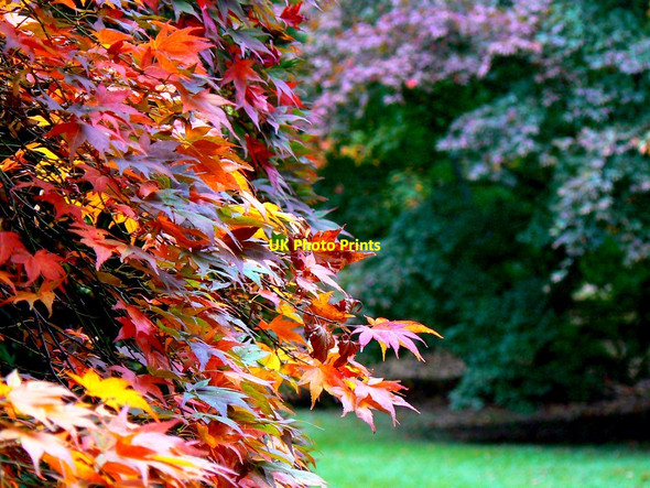 Photo 6"x4" Acer, Acer Glade, Westonbirt Arboretum Westonbirt c2010