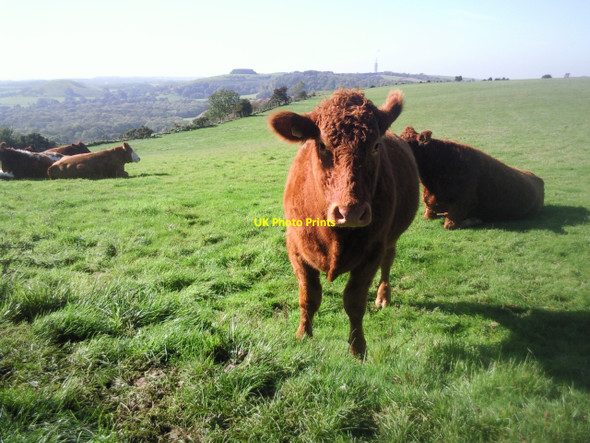 Photo 6"x4" Inquisitive cow eyes up walker on North Downs Way Arpinge c2010