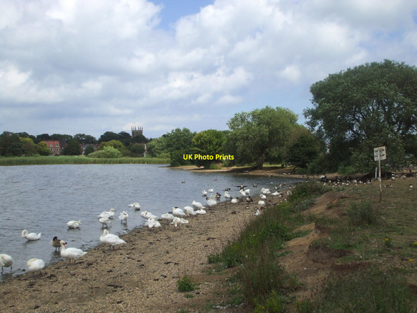 Photo 6"x4" Geese and swans on Hornsea Mere Hornsea c2009