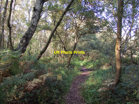 Photo 6"x4" Bridleway in Highgate Country Park, Staffordshire Gospel Ash c2010
