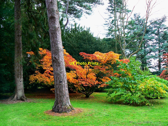 Photo 6"x4" Mixture of trees, Westonbirt Arboretum Westonbirt c2010