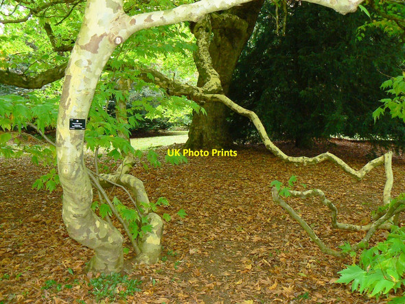 Photo 6"x4" Oriental plane tree, Westonbirt Arboretum Westonbirt c2010
