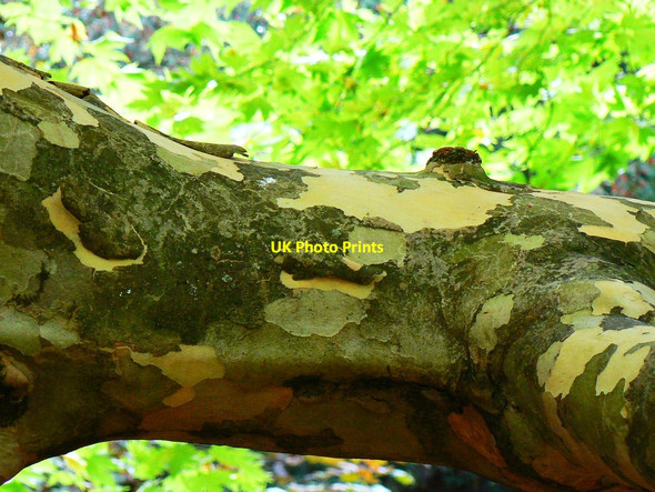 Photo 6"x4" Bark of an Oriental plane tree, Westonbirt Arboretum Westonbirt c2010