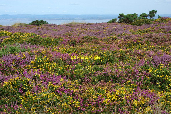 Photo 6"x4" Heather and Gorse near Selworthy Beacon Allerford\/SS9047 c2010