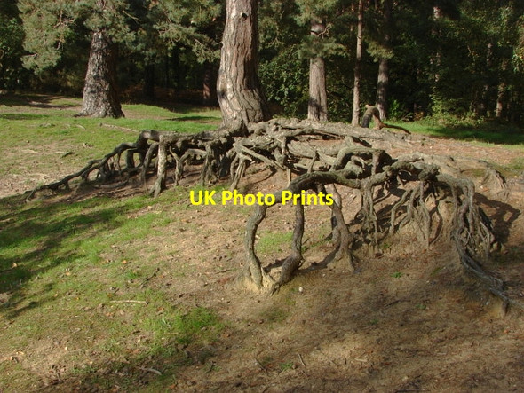 Photo 6"x4" Oxshott Heath Oxshott c2010