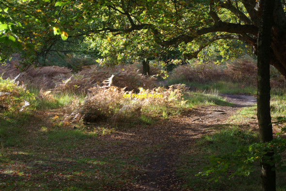 Photo 6"x4" Epping Forest Debden Green\/TQ4398 c2010