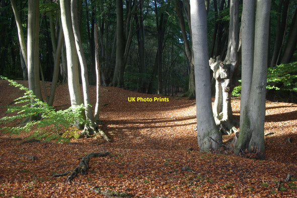 Photo 6"x4" Ambresbury Banks Epping c2010