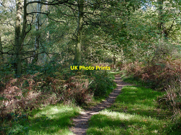 Photo 6"x4" Bridleway in Highgate Country Park, Staffordshire Gospel Ash c2010