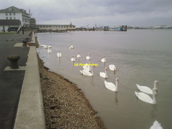 Photo 6"x4" Swans at Gravesend Gravesend\/TQ6574 c2010