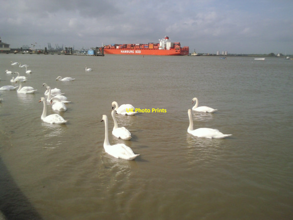 Photo 6"x4" Swans and a container ship Gravesend\/TQ6574 c2010