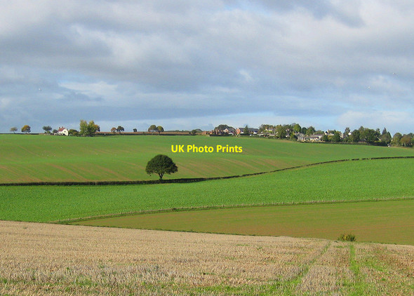 Photo 6"x4" Single oak in a hedgerow Bromsash c2010