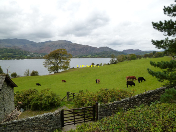 Photo 6"x4" Brantwood: lakeside cattle pasture Haws Bank\/SD3096 c2010