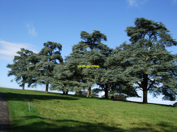 Photo 6"x4" Trees in Blenheim Park Woodstock\/SP4416 c2010